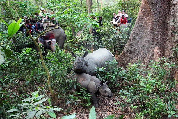 Nepal: Rhino at Chitwan National Park Chitwan, Nepal - March 17, 2011: An Indian rhinoceros (Rhinoceros unicornis) with its baby encounter tourists on an elephant-back safari in the Chitwan National Park. This endangered species (only 3,000 live in the wild) is the fifth largest land animal in the world. chitwan national park photos stock pictures, royalty-free photos & images
