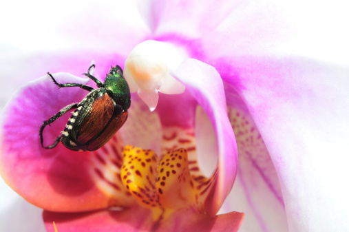 Butterfly orchid and Japanese Beetle