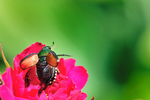 Pink Rose and Japanese Beetle