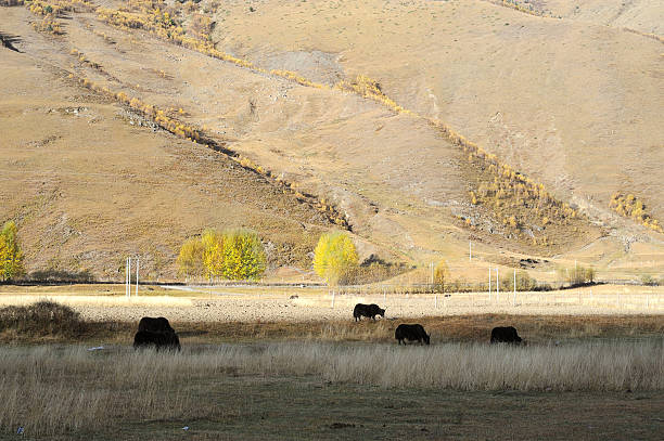istock Western China, Highlands Ranch 503209157