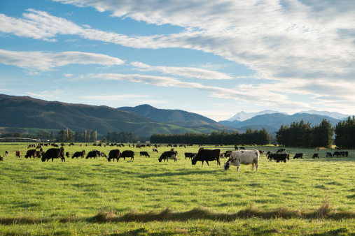 Cows in green meadow with mountain background in Springfield, West Coast, South Island, New Zealand