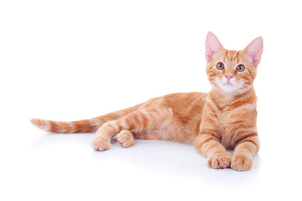 chat isolé sur blanc - être étendu photos et images de collection