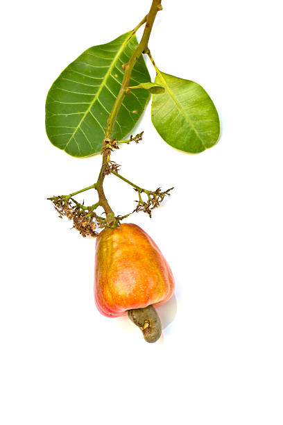 istock Tropical Cashew fruits and leaf on a white background . 503210463