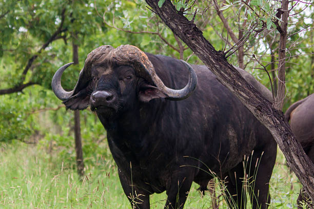istock Cape Buffalo in the Kruger National Park 503219440