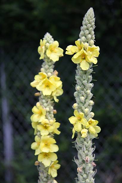 yellow garden flower stock photo
