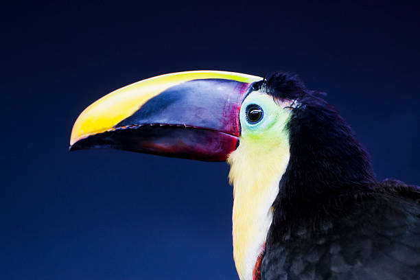 istock Tocard toucan - Ramphastos ambiguus 503220300