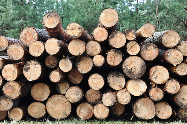 istock Tree felled in the forest 503220545