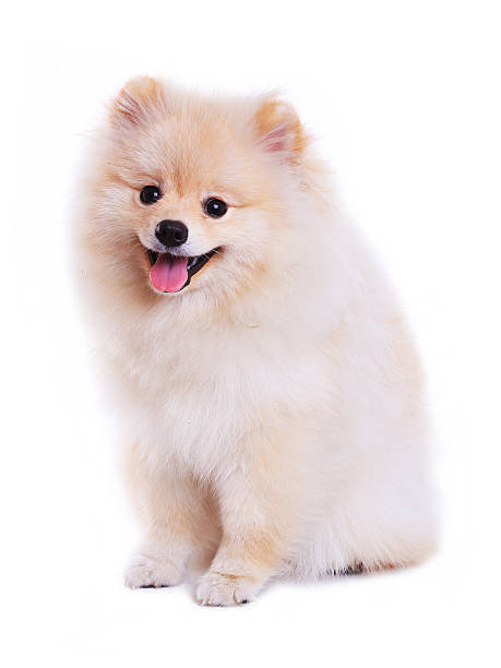 istock White pomeranian puppy dog 503220979