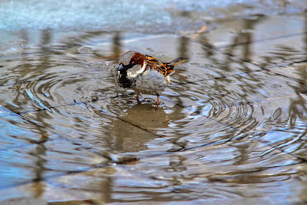 istock The wet sparrow costs in a pool. 503221054