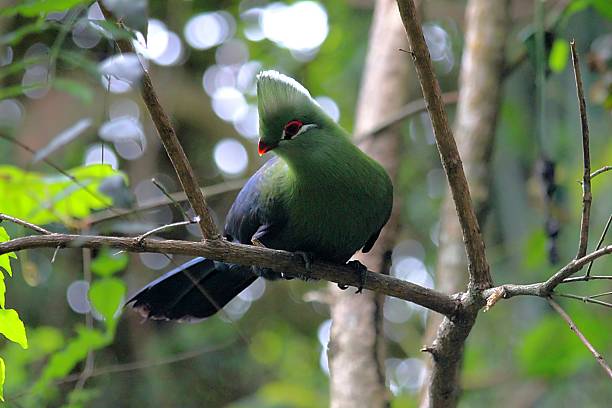 Knysna loerie perching on a forest tree branch