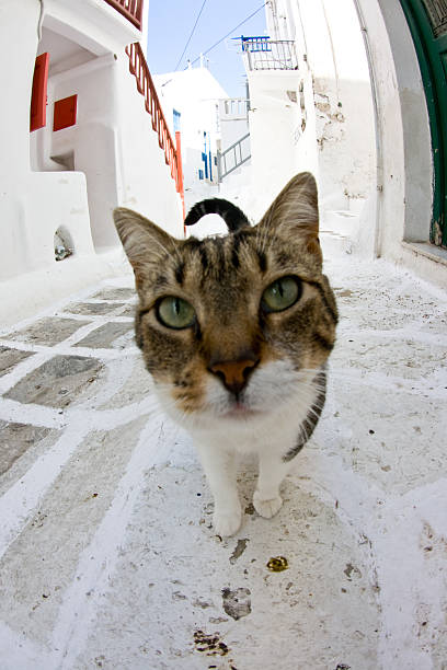 Isla griega Cat - foto de stock