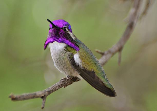 istock Purple-Throated Hummingbird 503222090