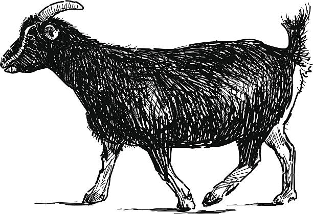 進行中のヤギ - goat shaggy animal mammal点のイラスト素材／クリップアート素材／マンガ素材／アイコン素材