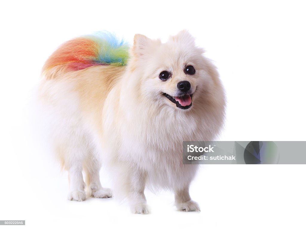 white pomeranian dog grooming colorful tail white pomeranian dog grooming colorful tail isolated on white background, cute pet in home Animal Stock Photo