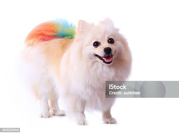 White Pomeranian Dog Grooming Colorful Tail Stock Photo - Download Image Now - Animal, Animal Groomer, Animal Hair