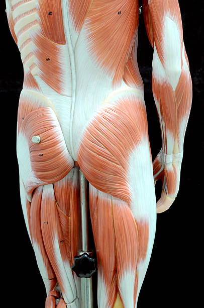 menschlicher muskel - hairy men sensuality human muscle stock-fotos und bilder