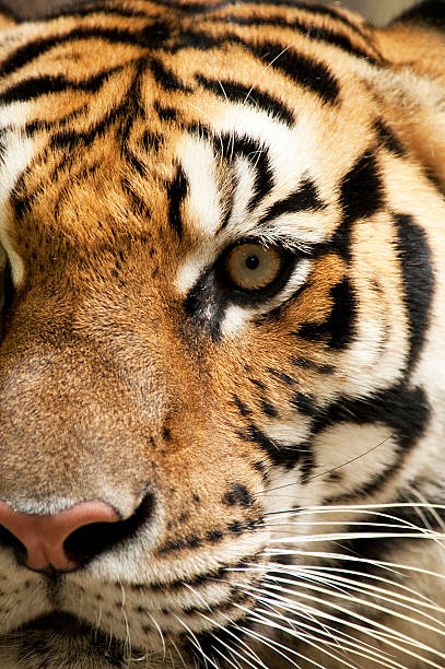 istock Part of a Tiger face 503223011
