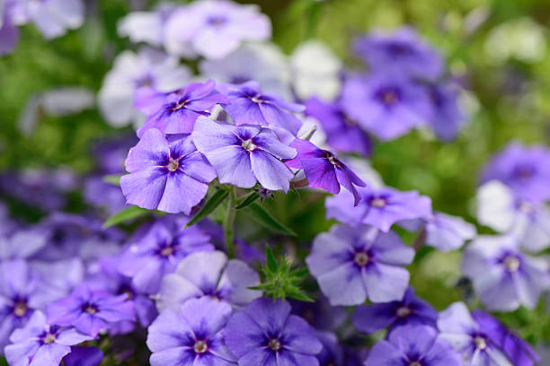 istock Blue summer garden flowers 503223199