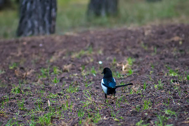 istock Beautiful magpie standing on soil at a park in winter 503223676