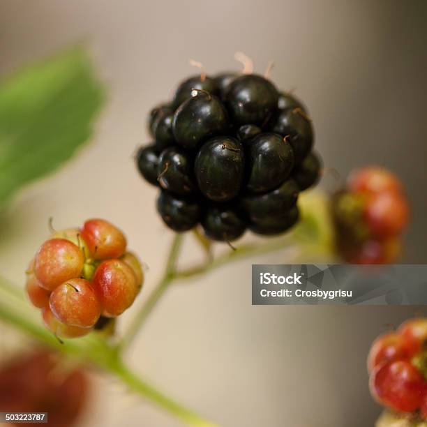 Leckere Brombeeren Foto de stock y más banco de imágenes de Color negro - Color negro, Cuadrado - Composición, Cuadrado - Forma bidimensional