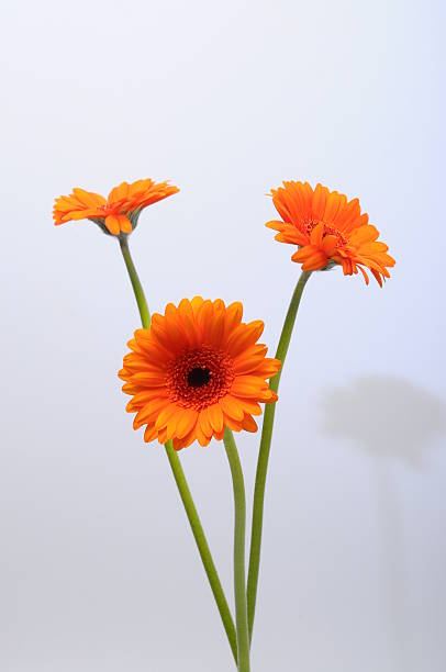 istock Close up of orange daisy flower 503223835