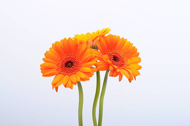 istock Close up of orange daisy flower 503223837