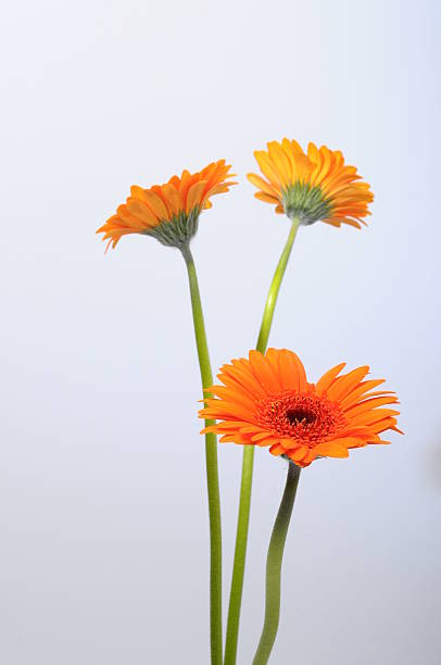 istock Close up of orange daisy flower 503223841