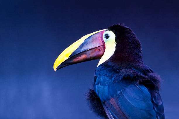 Tocard toucan - Ramphastos ambiguus Portrait of a tocard toucan, on a midnight blue background   channel billed toucan stock pictures, royalty-free photos & images