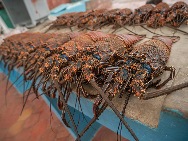 istock Lobster for Sale 503224714