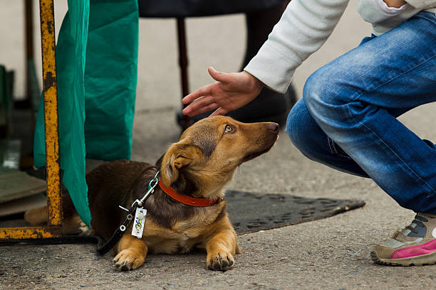 istock Lonely little puppy 503224740