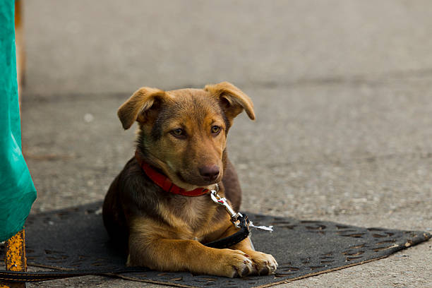 istock Lonely little puppy 503224922