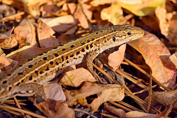istock Colorful lizard camouflaged in dry leaves. 503225016
