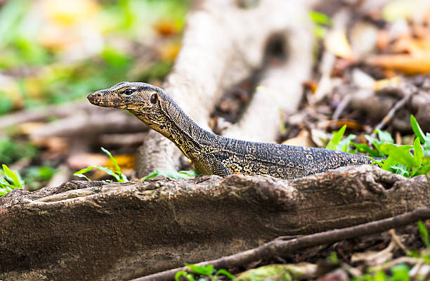 istock Water monitor 503225833