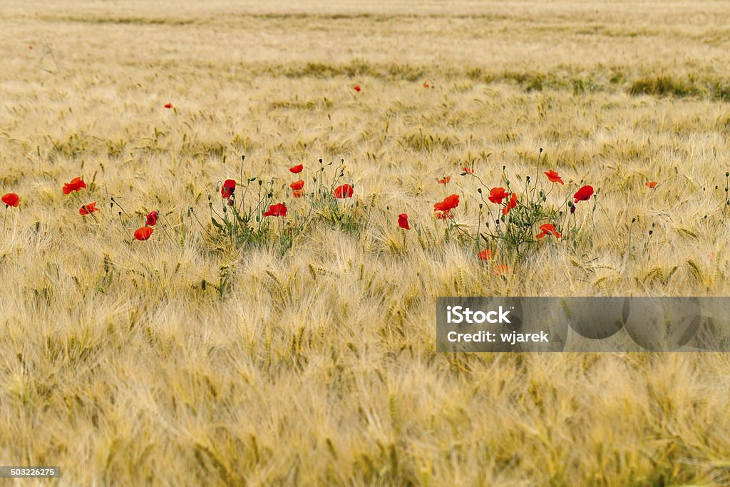 Rosso poppies - Foto stock royalty-free di Ambientazione esterna