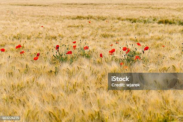 Rosso Poppies - Fotografie stock e altre immagini di Ambientazione esterna - Ambientazione esterna, Bocciolo, Campo