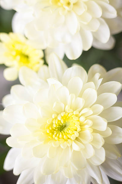 istock White chrysanthemum flowers 503226550
