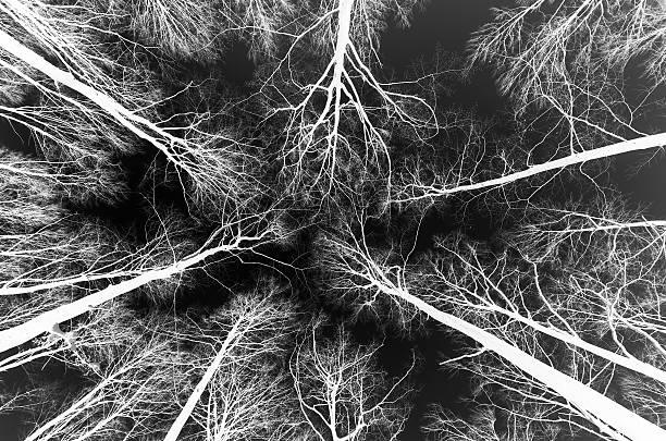 istock Bare trees in the winter. Reversal, 503226634