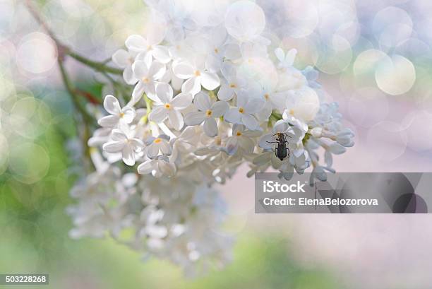 Filiale Von White Lilac Und Kleine Käfer Weiches Licht Stockfoto und mehr Bilder von Altertümlich