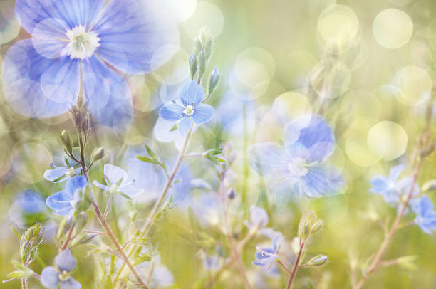 istock Bright spring floral background in soft pastel colors. 503228284