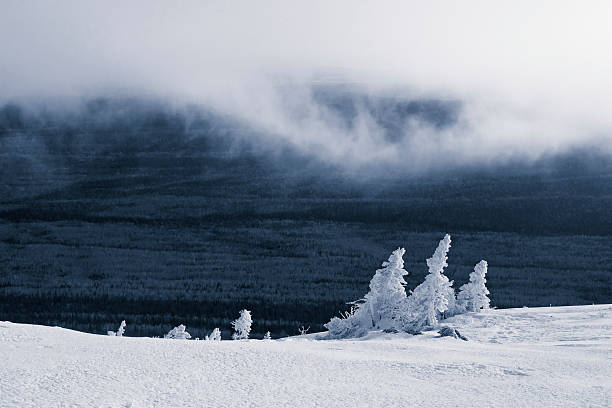 trzy pines w frost na płaskowyżu na góry i chmura. - south ural zdjęcia i obrazy z banku zdjęć