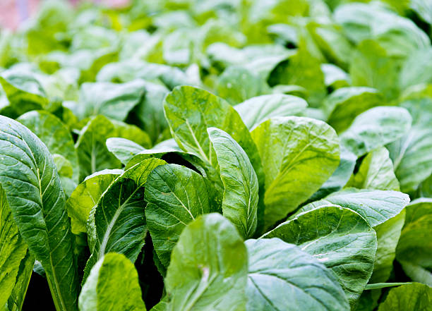istock Green bok choy in farm 503228660