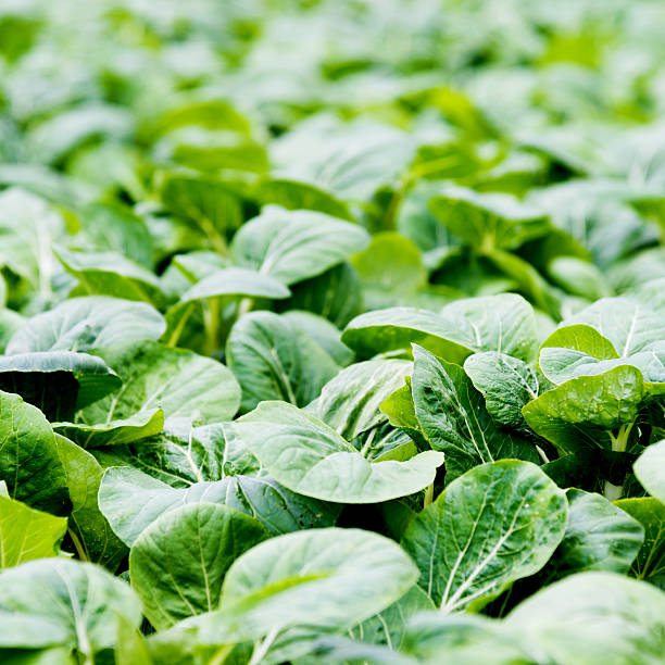 istock Green bok choy in farm 503228880