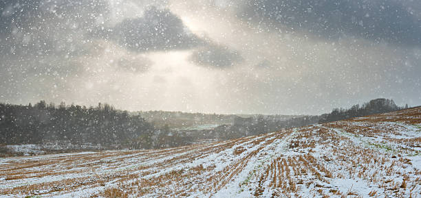 istock Panorama of hilly fields in snowfall. 503228926