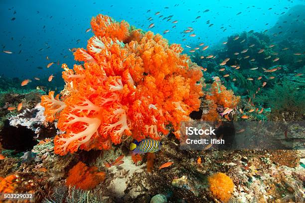 Orange Softcoral Beauty Scleronephthya Sp Komodo National Park Indonesia Stock Photo - Download Image Now