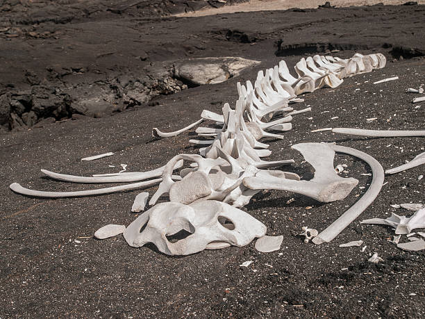 Whale Skeleton Whale skeleton on black lava rock in Galapagos Islands, Ecuador. lava spine stock pictures, royalty-free photos & images
