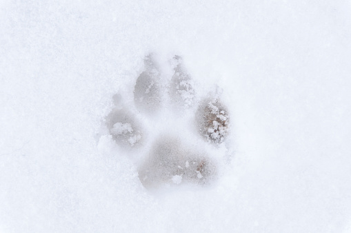 Dog footprint on the cold snow.