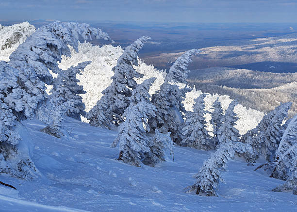 istock Magic winter landscape with lush mountain forest in frost. 503229402
