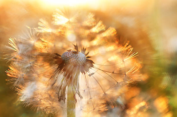 istock Blurred background fluffy dandelion and sunbeams. 503229832