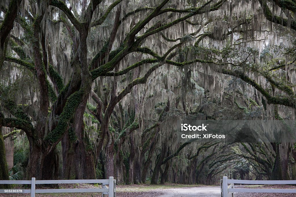 Oak tree tunnel Tree tunnel made of live oaks with spanish moss in American South Beauty In Nature Stock Photo