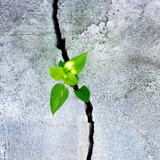 istock Plant growing in a concrete wall 503238424